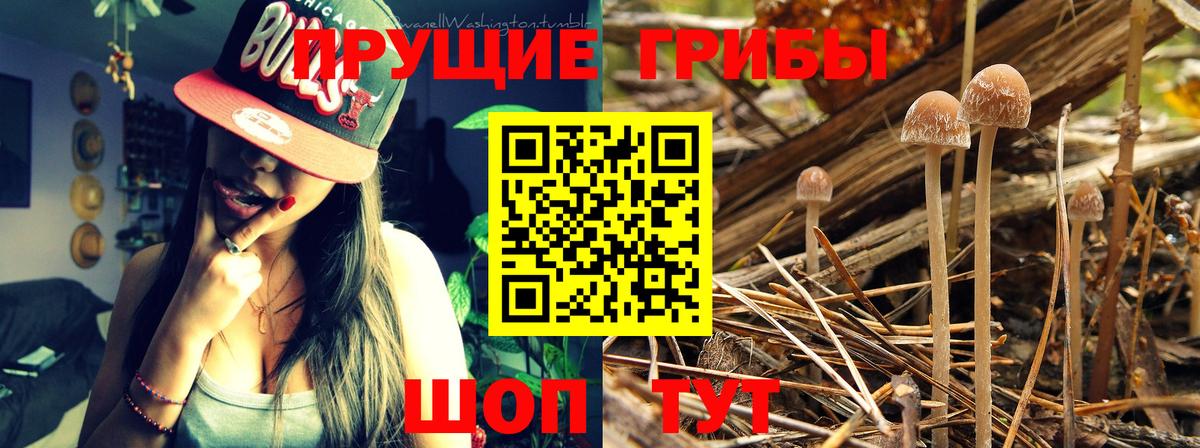 Псилоцибиновые грибы Cubensis Каменск-Уральский